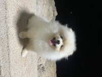 4 aylık erkek pomeranian yavru