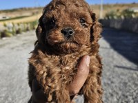 TOY POODLE SAĞLIKLI KÖPEĞİ
