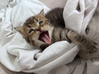british shorthair brown tabby