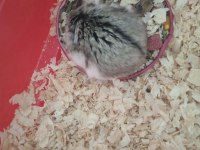 Minik yavru hamster