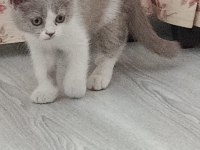 BRİTİSH BİCOLOR GÜZEL KIZIMIZ
