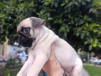 Erkek çiş pedi eğitimli pug bebeğimiz