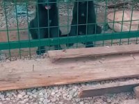 Safkan alman çoban köpeği