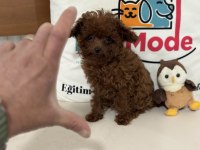 Petmode Köpek Çiftliğinden Tea Cup Kore Poodle Lar