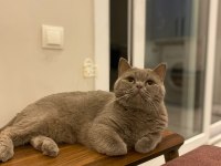 Çok tatlı bir british longhair