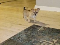 2 Aylık Çiş Pedi Eğitimli Chihuahua
