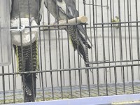 4 Aylık 2 adet Sultan Papağanı