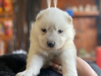Samoyed bebeklerimiz için acele edin