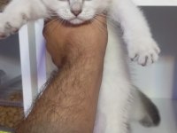 British shorthair yavrular yeni yuvasını arıyor