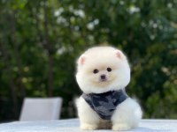 BİBLO GİBİ POMERANİAN BOO YAVRULARIMIZ
