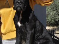 Fci/kif A şecere belgeli, ırk ve sağlık garantili cane corso