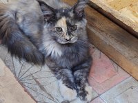 Mainecoon