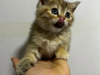 Safkan yavru british shorthair kedilerimiz elli günlük
