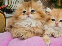 Kaliteli safkan british longhair