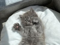 Erkek british longhair yavru