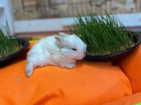 HOLLANDA LOP TAVŞANI