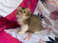 Güzel Scottish Fold Kızımız Yeni Ailesini Arıyor