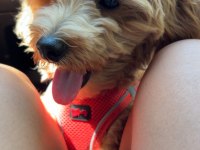 8 aylık maltipoo oğlumuz coco yeni yuva arıyor
