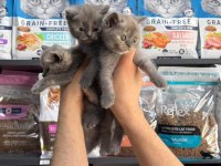 Tatlı Dişi British Shorthair Bebekler