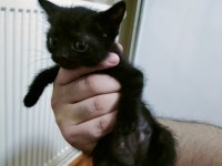 Ücretsiz sahiplendirilecek british shorthair melezi