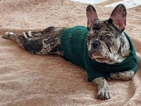 4,5 aylık french bulldog