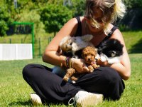 Eğitilebilir Toy Poodle Yavruları İle Evinize Neşe Katın