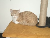DEPREM BÖLGESİNDEN GELEN KEDİMİZE YUVA ARIYORUZ