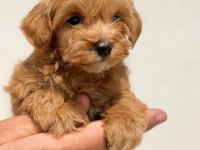 Tiny Boy Sevimli Maltipoo Yavrular