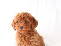 MİNİCİK TOY POODLE BEBEKLER