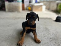 Doberman Köpeği Yavrumuz