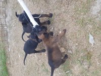 Siyah malinois