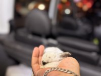 Mini bebek tavşanlarımız mevcuttur