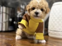Maltipoo En Özelinin Ailesi Olmak İster Misiniz?