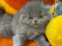 Bristh shorthair ve scotih fold yavrularimiz