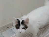 Dişi maine coon 3 ayını yeni doldurdu