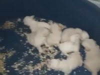 Terrier yavrular yeni yuvalarına gitmeye hazır