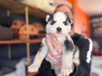 Masmavi gözleriyle husky sibirya kurdu yavrularımız