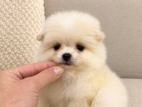 POMERANİAN BOO MİNİ BOY ERKEK