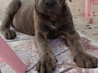 Safkan cane corso blue brindle erkek