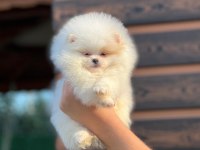 gerçek kore kan ayı surat pomeranian boo yavrular