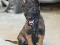 Belçika Malinois Köpeği