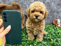 Kore teacup toy poodle