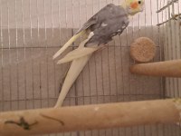 Damızlık pied çift sultan papağanı
