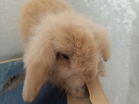 Lop tavşan karamel