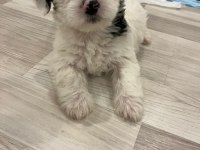 En küçük morkie bebekleri