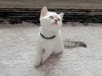 Bayram şekeri scottish straight