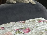 3 Aylık Erkek Scottish Fold