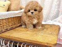 Kore maltipoo yavrular