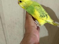 30 GÜNLÜK ERKEK BEBEK MUHABBET KUŞUMUZ
