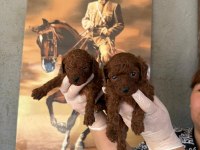 Toy Poodle Yavrularımız Büyüdü